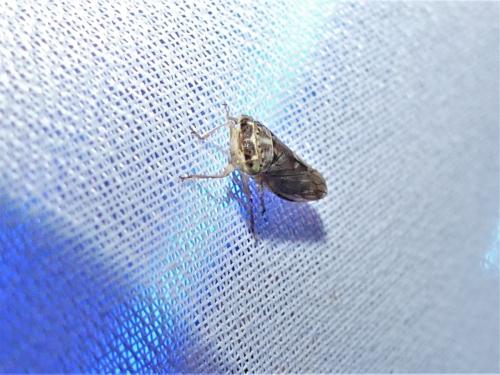 Idiocerus stigmaticalis